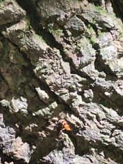 Platydracus cinnamopterus