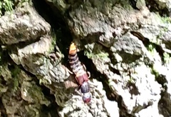 Platydracus cinnamopterus
