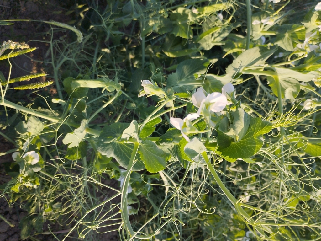 Pisum sativum