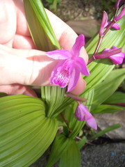 Bletilla striata