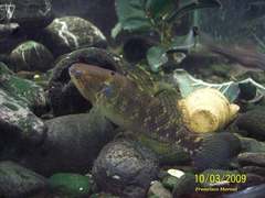 Dormitator maculatus