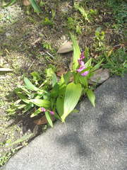 Bletilla striata