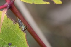 Stictocephala basalis