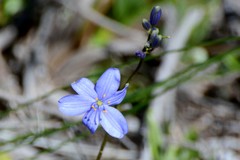 Hemerocallidoideae