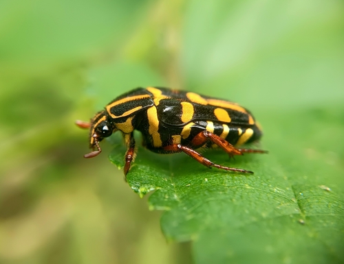 Ixorida philippinensis photographed in Philippines