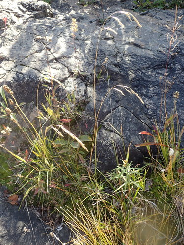 Image of Graphephorum melicoides by no rights reserved