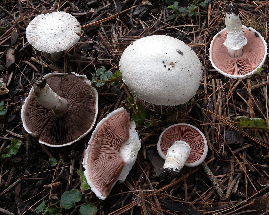 field trip mushrooms