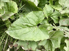 Petasites paradoxus