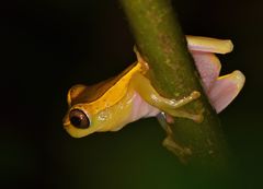 Dendropsophus bifurcus