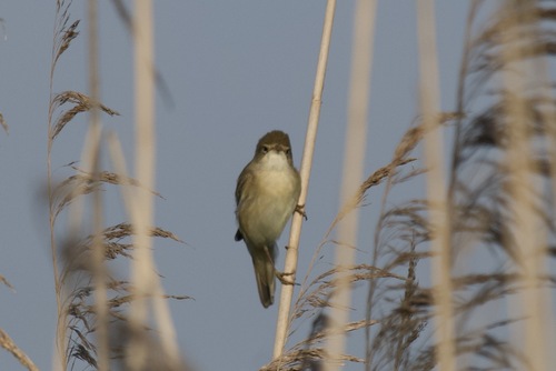 Marsh Warbler, Wageningen, Nederland, photo 7 of 10