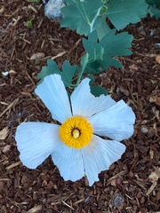 Romneya coulteri