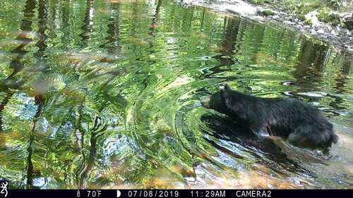 American Black Bear photographed in New York