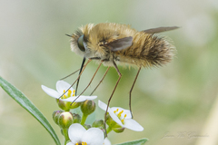 Bombyliini