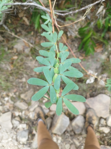 Chamaecrista desvauxii