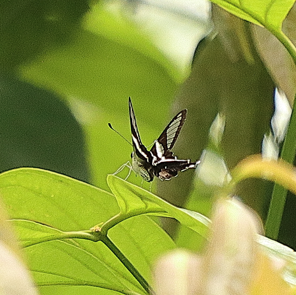 White Dragontail