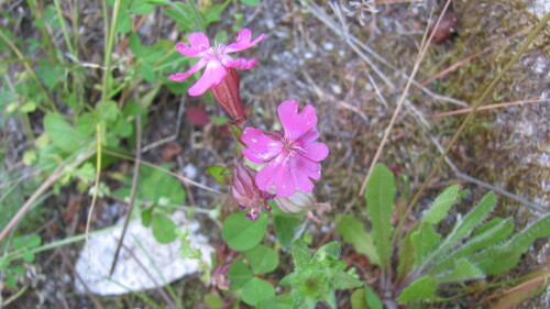 drooping catchfly (Silene pendula)