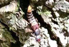 Platydracus cinnamopterus