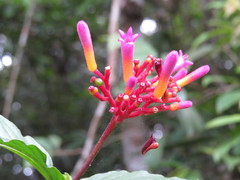 Palicourea marcgravii