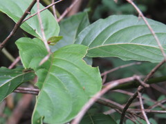 Palicourea marcgravii