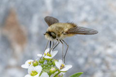 Bombyliini