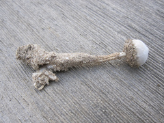 Tulostoma pulchellum