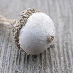 Tulostoma pulchellum