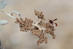 Physocephala marginata