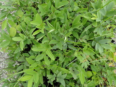 Parapiptadenia rigida