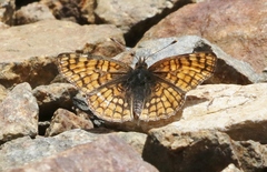 Chlosyne whitneyi
