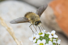 Bombyliini