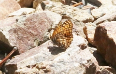 Chlosyne whitneyi