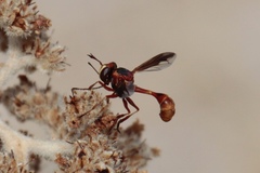 Physocephala marginata