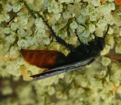 Triscolia ardens