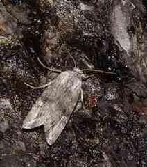 Lithomoia germana