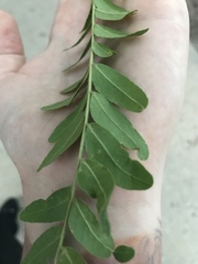 Gleditsia triacanthos inermis
