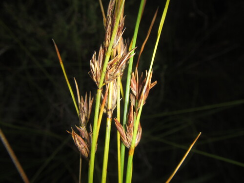 Foothill Veldrush (Schoenus comparoides)