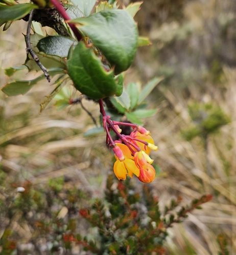 Berberis minzaensis