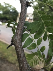 Gleditsia triacanthos inermis