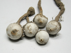 Tulostoma pulchellum