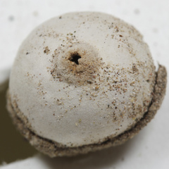 Tulostoma pulchellum