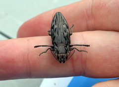 Chalcophora angulicollis