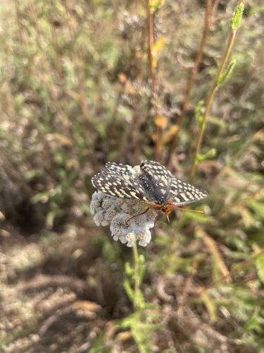 iNaturalist observation photo of Variable Checkerspot