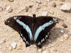 Papilio nireus image