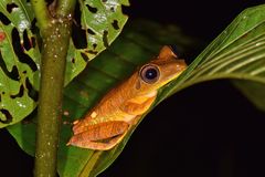 Boana appendiculata