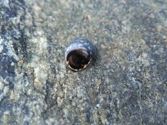 Echinolittorina placida