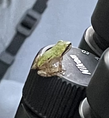iNaturalist observation photo of Pacific chorus frog