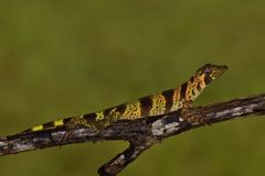 Anolis transversalis