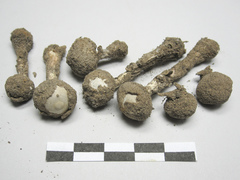 Tulostoma pulchellum