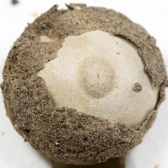 Tulostoma pulchellum