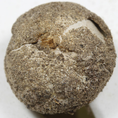 Tulostoma pulchellum